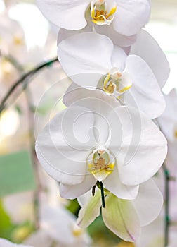 White phalaenopsis orchid flower