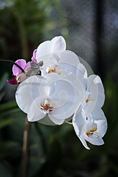 White phalaenopsis orchid flower at