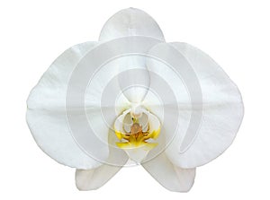 White phalaenopsis orchid flower