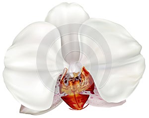 White Phalaenopsis orchid flower