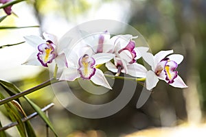 White phalaenopsis orchid flower on bokeh of green leaves background. Beautiful close-up of