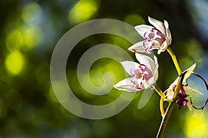 White phalaenopsis orchid flower on bokeh of green leaves background. Beautiful close-up of