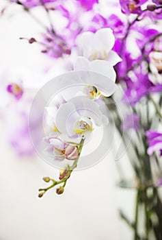White Phalaenopsis orchid flower branch in the jar