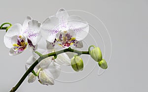 White phalaenopsis orchid flower on bright gray background. Beautiful branch of Orchid with purple drops flower Phalaenopsis `Radi
