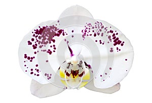 White phalaenopsis orchid flower isolated on white