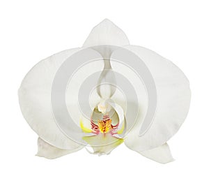 White phalaenopsis orchid flower isolated on white