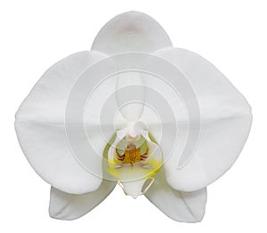 White phalaenopsis orchid flower isolated on white