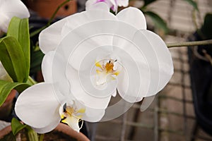 White phalaenopsis orchid  flower tropical bloom floral plant
