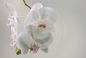 White phalaenopsis orchid flower on white background. Very beautiful close-up of Phalaenopsis known as Moth Orchid or Phal