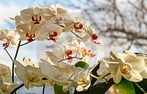 White phalaenopsis orchid flowers against sunshine window background. Very beautiful close-up of Phalaenopsis