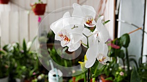 White phalaenopsis orchid flowers in a flower garden.