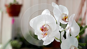 White phalaenopsis orchid flowers in a flower garden.