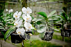 White phalaenopsis orchid in the garden