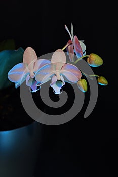 White Phalaenopsis Orchid with gel filters