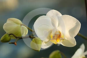 White Phalaenopsis orchid photo
