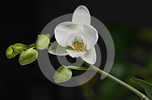 White Phalaenopsis Orchid With Natural Background