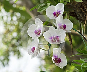 White Phalaenopsis orchid on the nature