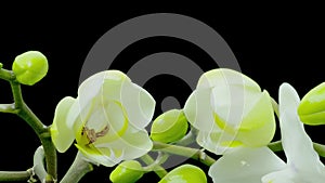 White phalaenopsis orchid opening