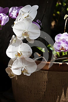 White Phalaenopsis Orchid photo