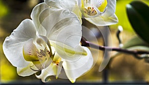 White Phalaenopsis Orchid plant on my kitchen windowsill