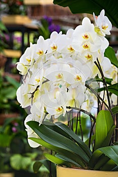 White phalaenopsis orchid in a pot