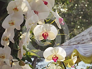 White Phalaenopsis orchid on tree branch