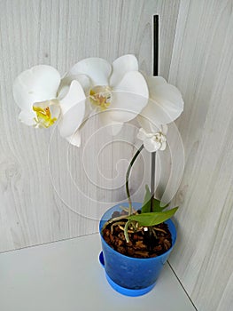 White phalaenopsis orchid with a yellow core in a blue flowerpot