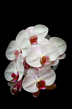 White phalaenopsis orchids