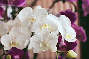 white Phalaenopsis orchids