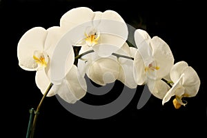 White phalaenopsis orchids