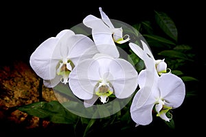 White phalaenopsis orchids