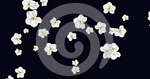 White Phalaenopsis Orchids animation seamless loop