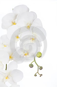 White Phalaenopsis orchids Artificial flowers made of fabric and