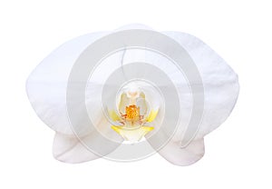 White phalaenopsis orchids blooming isolated on background with clipping path, natural ornamental plants