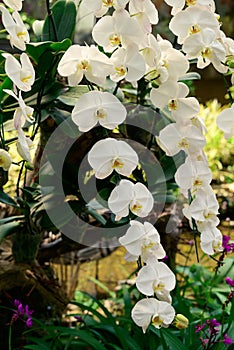 White Phalaenopsis orchids blossom in Spring season