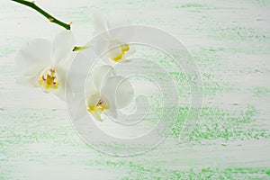 White phalaenopsis orchids branch