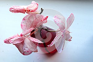 White Phalaenopsis orchids coloured to pink color of veins and edges chemically by pouring stalk into Erlenmeyer flask.