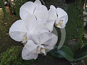 White Phalaenopsis Orchids flower blooms at the garden.