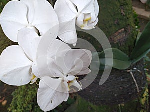 White Phalaenopsis Orchids flower blooms at the garden.