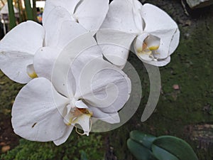 White Phalaenopsis Orchids flower blooms at the garden.