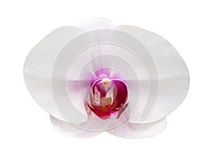 White phalaenopsis orchids flowers with purple striped  blooming isolated on background with clipping path , natural ornamental