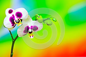 White phalaenopsis orchids with large purple spots against colorful background