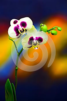 White phalaenopsis orchids with large purple spots against colorful background