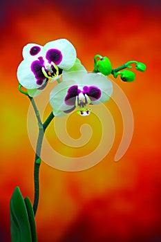 White phalaenopsis orchids with large purple spots against colorful background