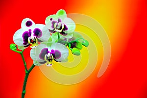 White phalaenopsis orchids with large purple spots against colorful background