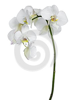 White Phalaenopsis Orchids on white