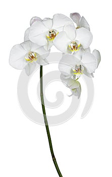 White Phalaenopsis Orchids on white