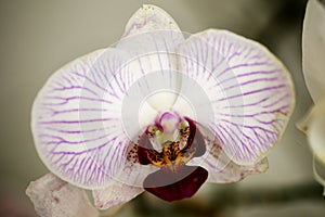 White phalenopsis orchids macro background high quality