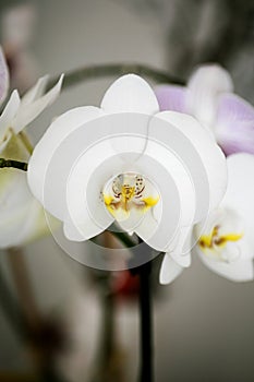 White phalenopsis orchids macro background high quality