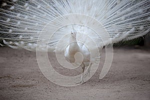 White pheasant with beautiful fan tail standing on dirt field